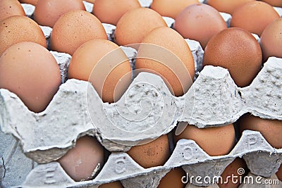 Eggs in tray Stock Photo