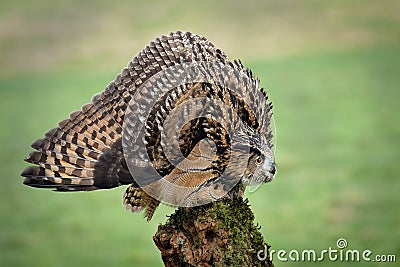 Egle owl in defensive posture Stock Photo