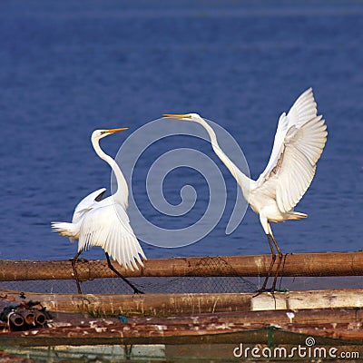 Egret Stock Photo