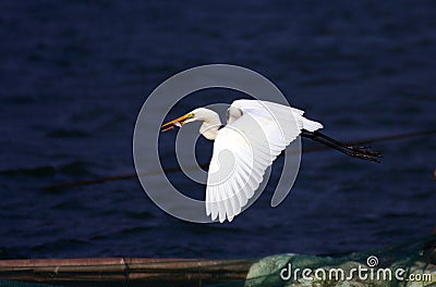 Egret Stock Photo