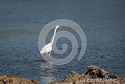 Egret bird searching for food Stock Photo