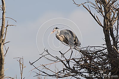 Egret bird in tree Stock Photo