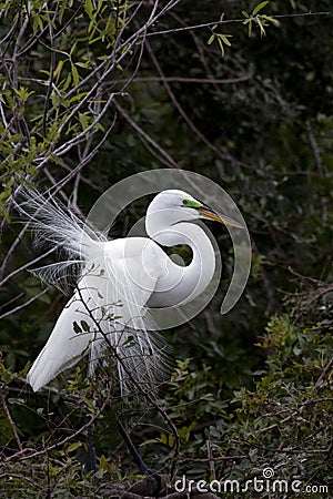 Egret in breeding plumage Stock Photo