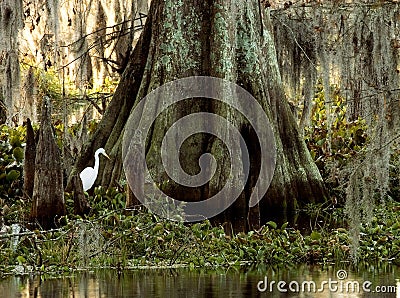 Egret and Cypress Stock Photo