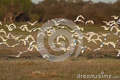 Egret flock in flight, La Pampa province, Stock Photo