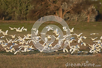 Egret flock in flight, La Pampa province, Stock Photo