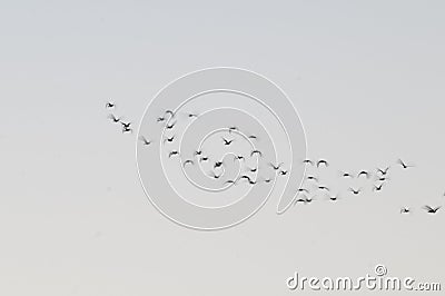 Egret flock in flight, La Pampa province, Stock Photo