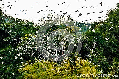 Egret flock inside Thung Nham natural reserve Stock Photo