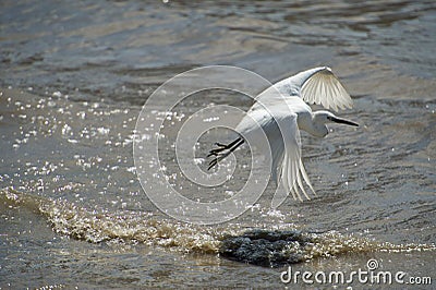 Egret flying over water Stock Photo