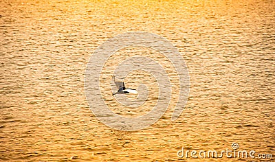 Egret flying on On the swamp warm filter style Stock Photo