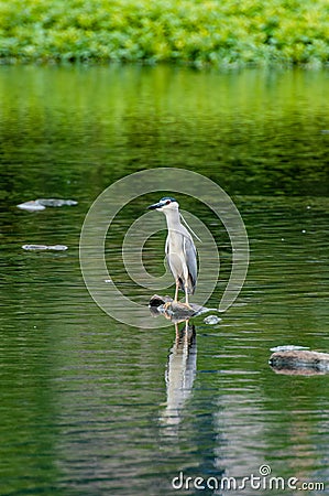 The egret in the green pond Stock Photo