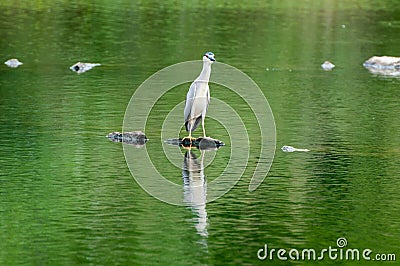 The egret in the green pond Stock Photo