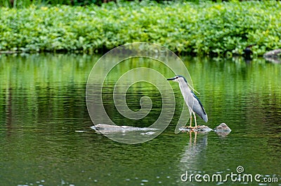 The egret in the green pond Stock Photo