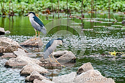 The egret in the green pond Stock Photo