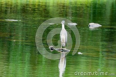 The egret in the green pond Stock Photo