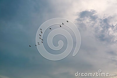 egret group flying to home on white blue sky soft cloud Stock Photo
