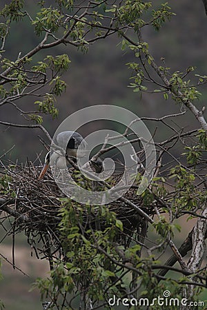 An egret with her babes Stock Photo