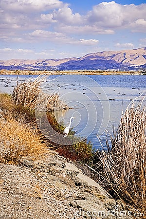 Egret hunting in south San Francisco bay, Sunnyvale, California Stock Photo