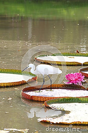 Egret is hunting on the Victoria waterlily leaf Stock Photo