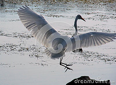 Egret landing Stock Photo
