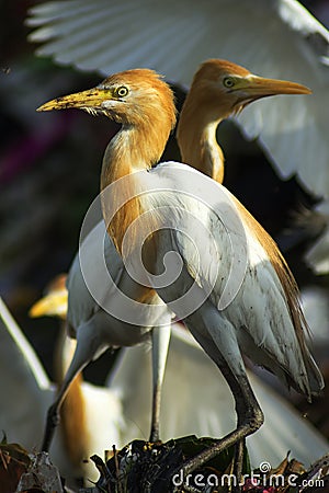 egret looks dirty Stock Photo