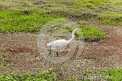 Egret looks for prey on the shore Stock Photo