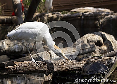 Egret looks at turtle in a pond Stock Photo