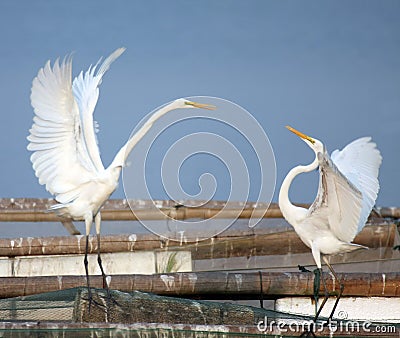 Egret love Stock Photo