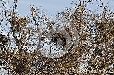 Egret nests in tree Stock Photo