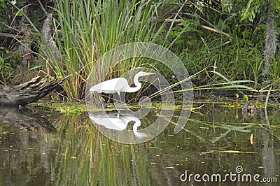 Egret and reflection in the bayou Stock Photo