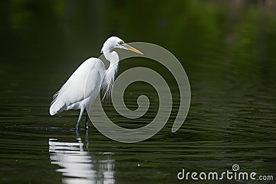 Egret standing calmly, poised for fishing, tranquil nature scene Stock Photo