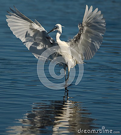 Egret on water Stock Photo