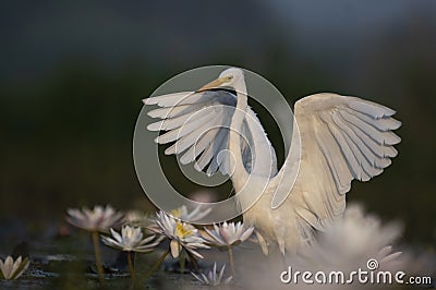 Egret in water lily pond Stock Photo