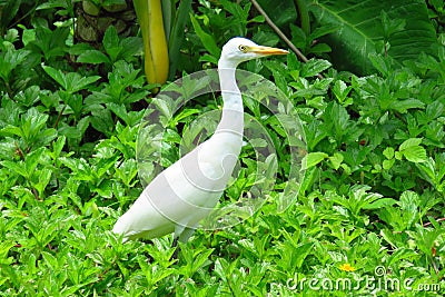 Great egret Ardea alba or great white heron in Moir Gardens, Kauai, Hawaii Stock Photo