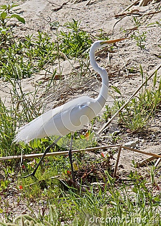 Egret white Stock Photo