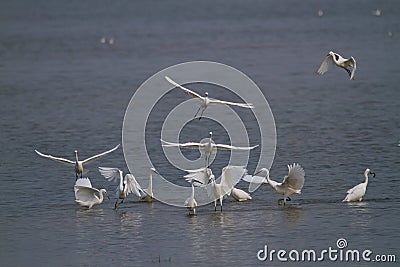 Egrets Stock Photo