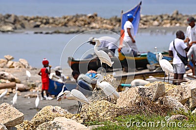 Egrets await fishing catch. Cartagena Stock Photo