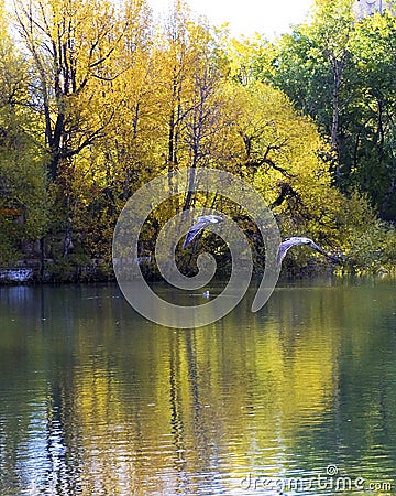 Egrets fly freely around the Potala Palace Stock Photo