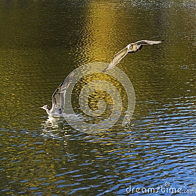 Egrets fly freely around the Potala Palace Stock Photo