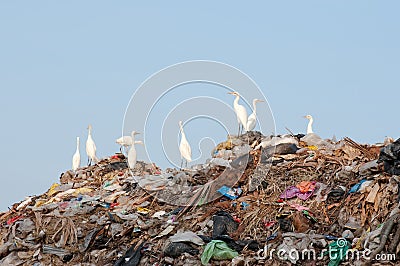 Egrets on the garbage heap Stock Photo