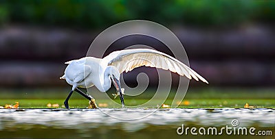 Egretta garzetta it fishes in shallow water and uses its wings to catch fish Stock Photo