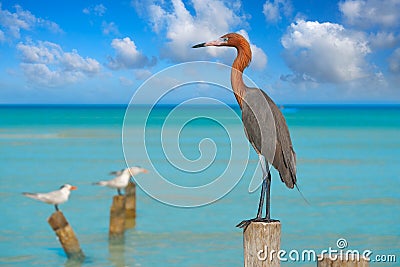 Egretta rufescens or Reddish Egret heron bird Stock Photo