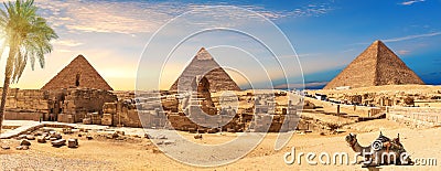 Egypt Pyramids and Sphinx panorama behind the palm with a camel lying by, Cairo, Giza Stock Photo