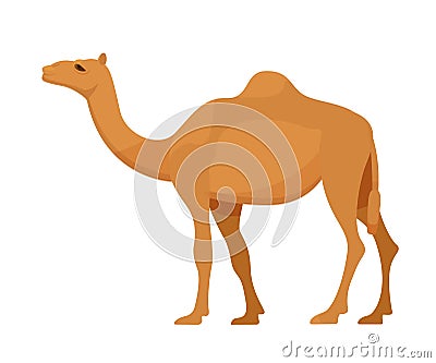 Egyptian camel in full growth. Mammal, camel, animal with hooves. Vector Illustration