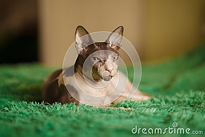 Egyptian cat sitting in a room on the bed. Stock Photo