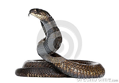 Egyptian cobra - Naja haje Stock Photo