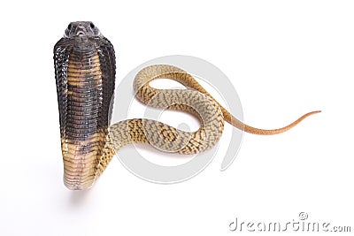 Egyptian cobra, Naja haje Stock Photo