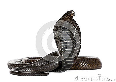 Egyptian Cobra, Naja Haje, studio shot Stock Photo