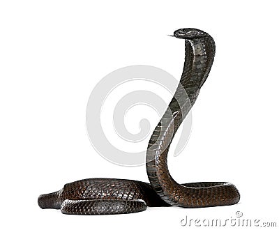 Egyptian Cobra, Naja Haje, studio shot Stock Photo