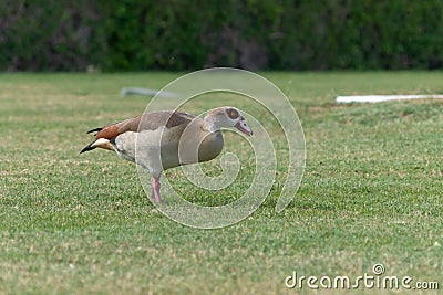 Egyptian Duck crouches on the grass Stock Photo